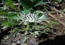 Centaurea napolifera ©  Pandion Wild Tours